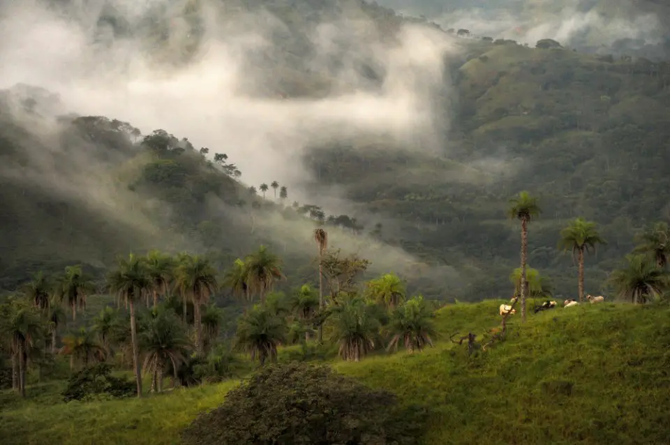 Cloud Forest in Monteverde Costa Rica
