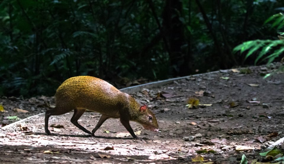 Central American agouti (Dasyprocta punctata), Monteverde Cloud Forest Reserve, Costa Rica.