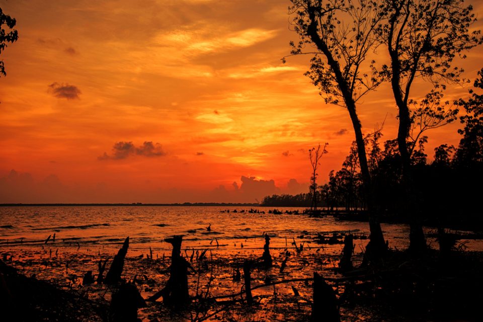 A view of the sunset at Sundarban, the largest mangrove forest in the coastal region of the Bay of Bengal, considered one of the natural wonders of the world.