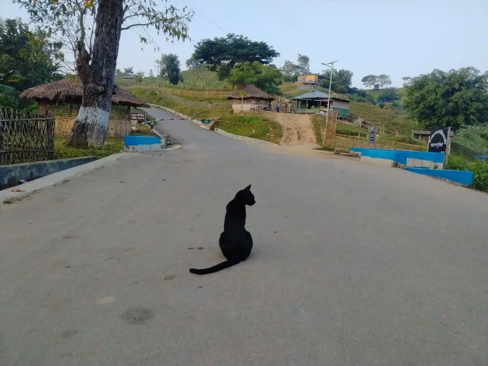 A black cat on the road of Boga Lake tourist area road in Bangladesh.