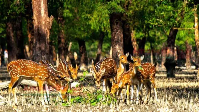 Deer Grazing in Manpura Island, Bhola, Bangladesh
