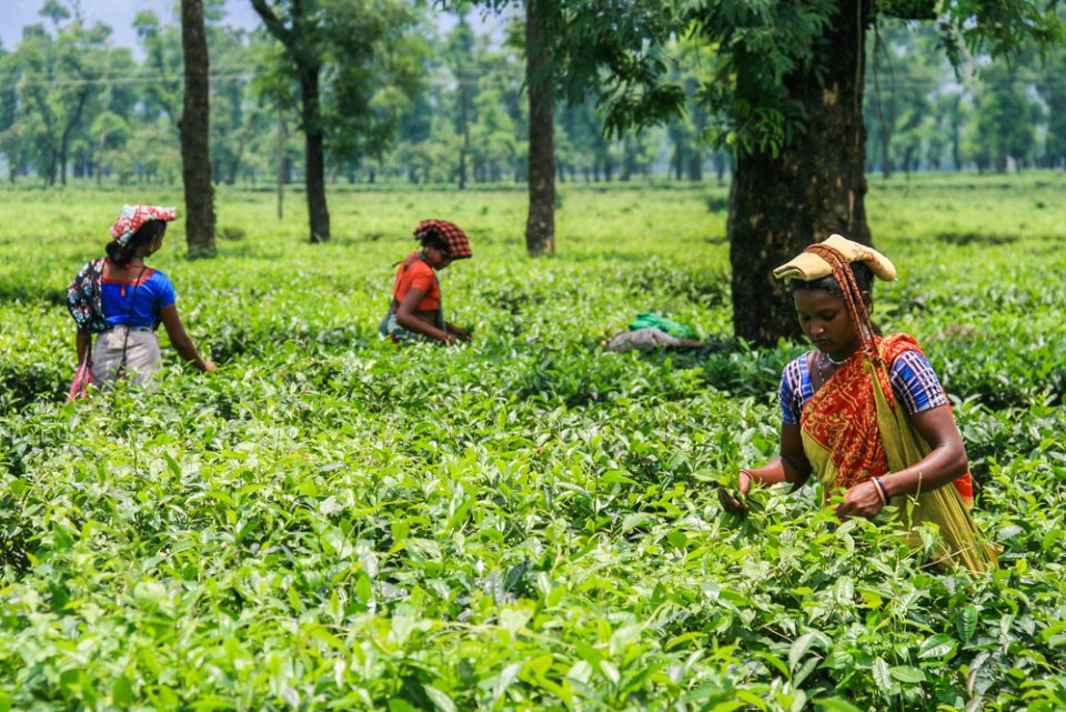 Tea pickers harvesting tea leaves in a tea plantation in Jaflong, a hill station in the Division of Sylhet, northeast of Bangladesh.