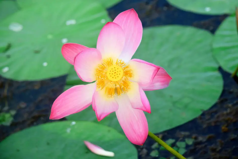 Lotus Flower captured from Baikka Beel (lake)