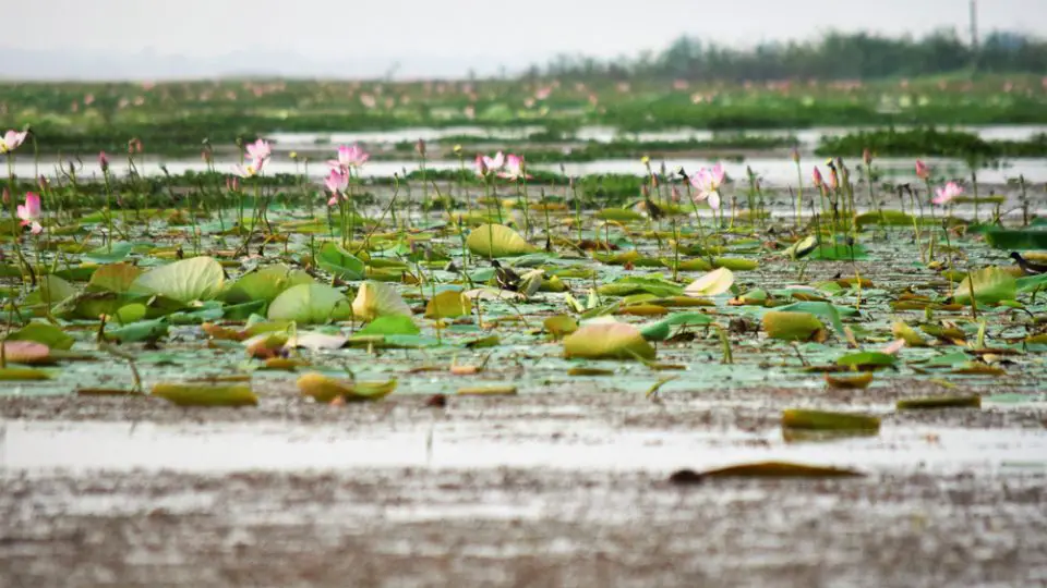 Lotus Flower captured from Baikka Beel (lake), Srimangal, Moulovibazar, Sylhet, Bangladesh.