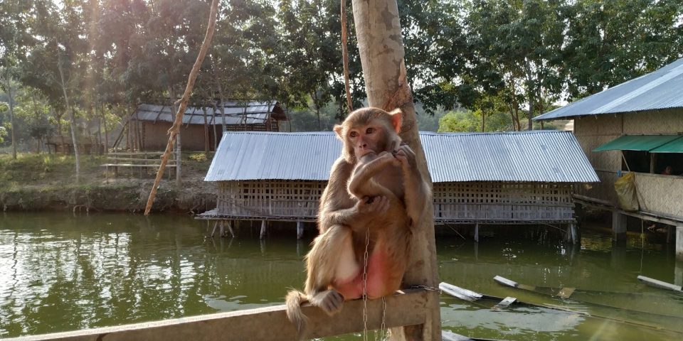 A monkey is chained in Mayabini Lake, Khagrachori, Bangladesh