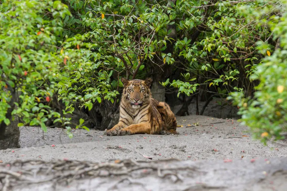 Young male Bengal Tiger sitting on the forest edge at Sundarban Tiger Reserve