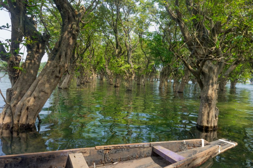 Swamp forest in Tanguar Haor, rural Sunamganj in Bangladesh