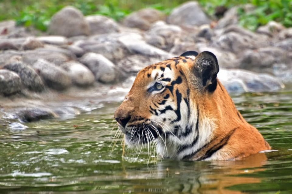 Sundarban Tourism