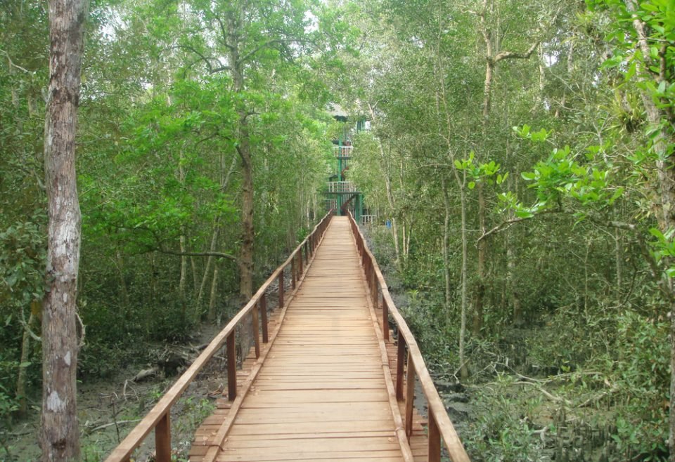 Wooden bridge through muddy Sundarban forest of Bangladesh