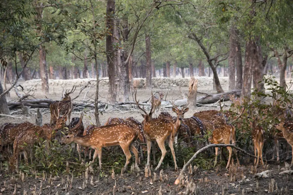 Spotted deer in the Sundarbans national park, famous for its Royal Bengal Tiger in Bangladesh