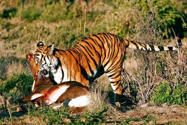 Tiger hunted a deer and eating it in Sundarbans. Bangladesh