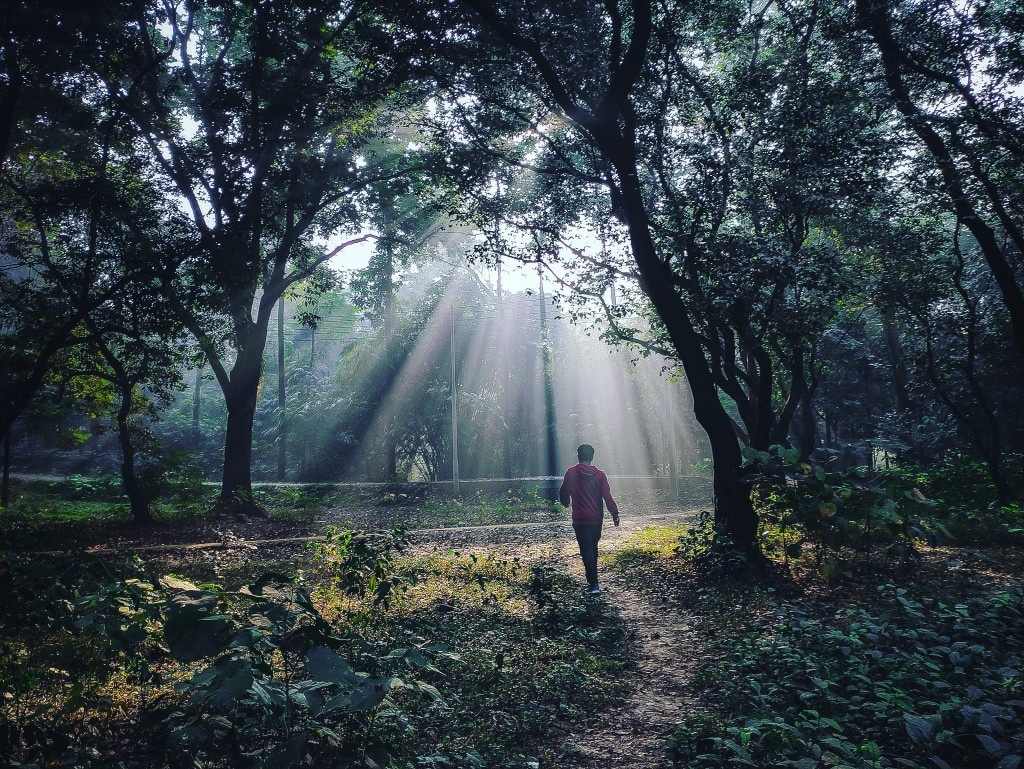 Beautiful Botanical Garden in Mymensingh. A boy is walking in the Botanical garden in Mymensingh.