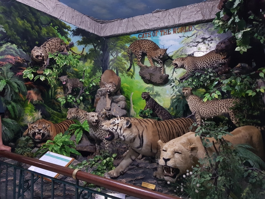 Rahmat International Wildlife Museum & Gallery