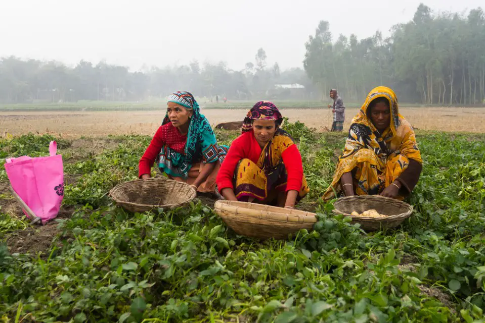 Must Visit Top Tourist Attractions in Rangpur District. Three women were working in a potato field