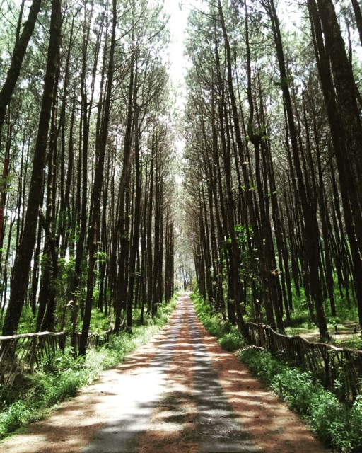 A long road, lots of trees on both sides of the road. The famous place is named Pinusan Kragilan.