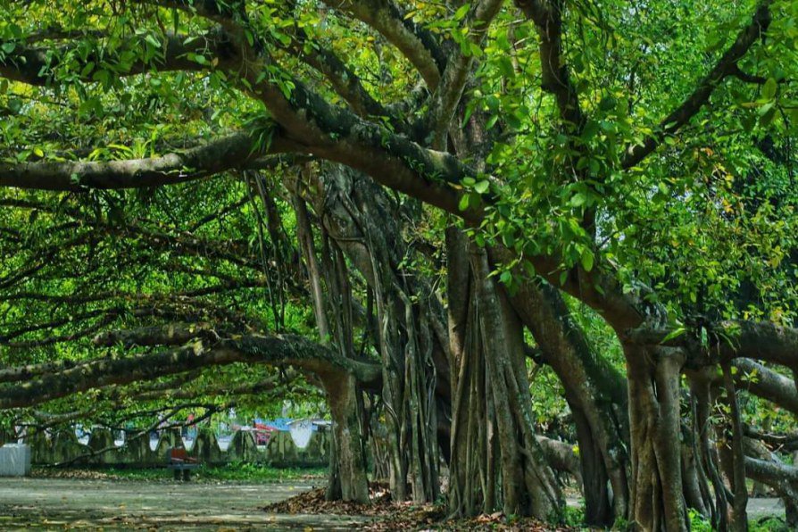 Banyan tree in Mollickpur/Mollicpurer Bot Gaach/ মল্লিকপুরের বটগাছ is the largest banyan tree in Asia.