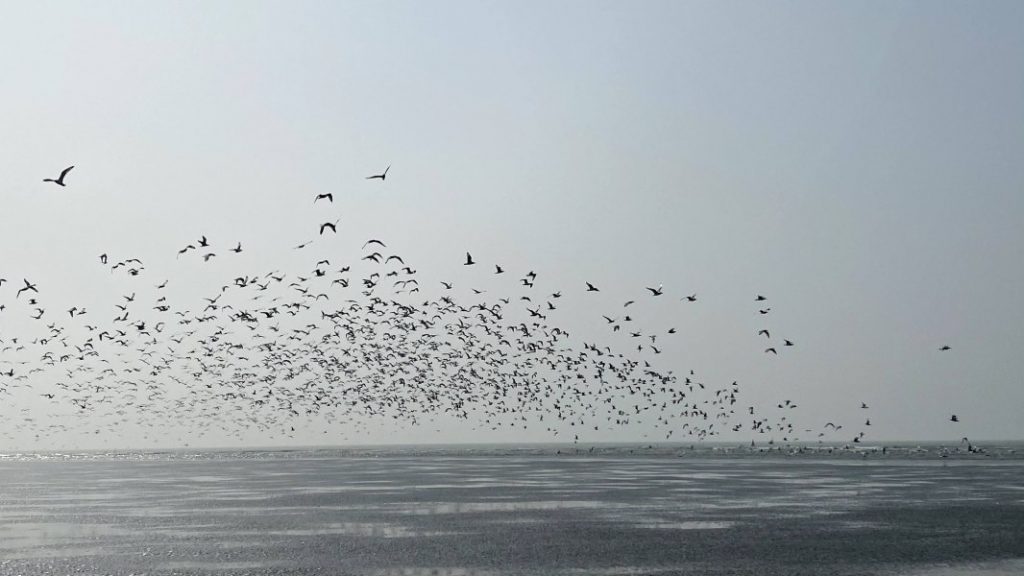 Thousands of birds are flying in Chor Bijoy/চর বিজয়, Patuakhali.