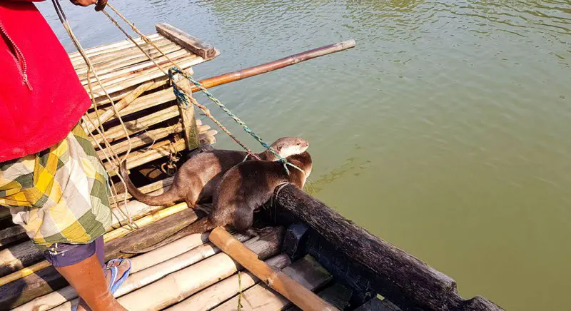 Fish hunting with a Otter