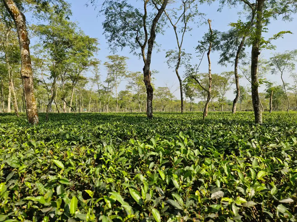 Tea Garden, Panchagarh/চা বাগান, পঞ্চগড়
