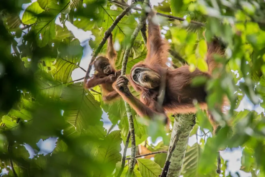 Beautiful orangutans in the jungle of Ketambe, Aceh, Indonesia