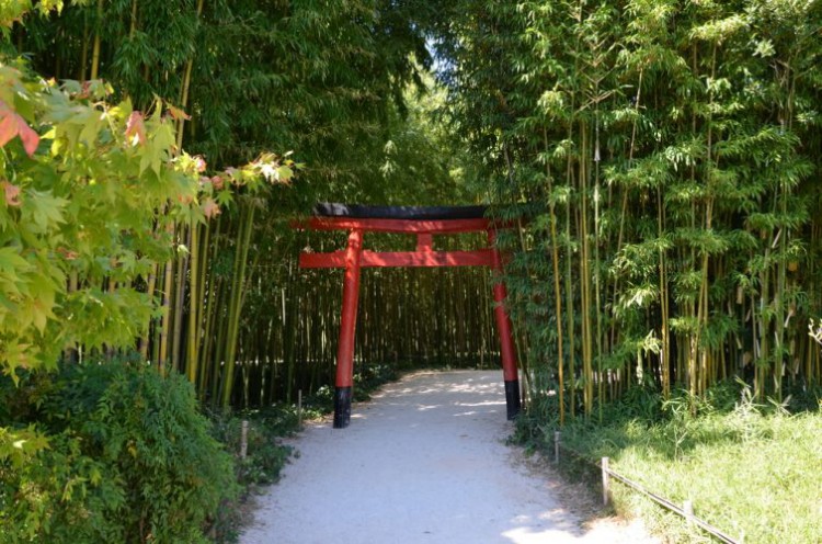 Bamboo grove in the Cévennes d'Anduze