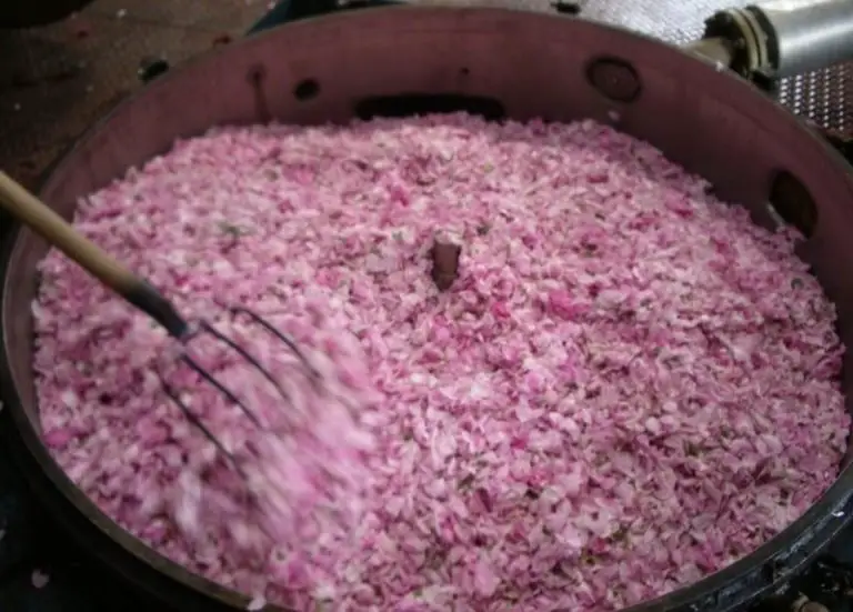 Is Grasse Worth Visiting? The 5 Best Things To Do In Grasse