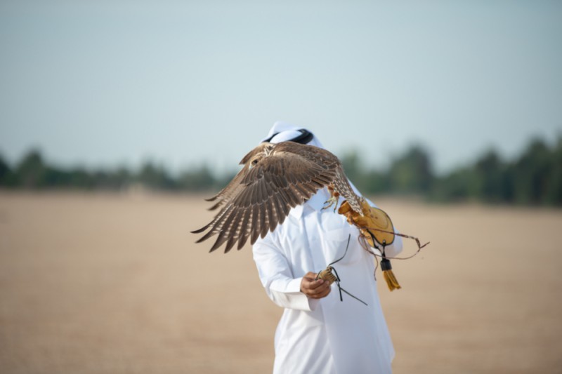 A man in white Fetching a falcon..