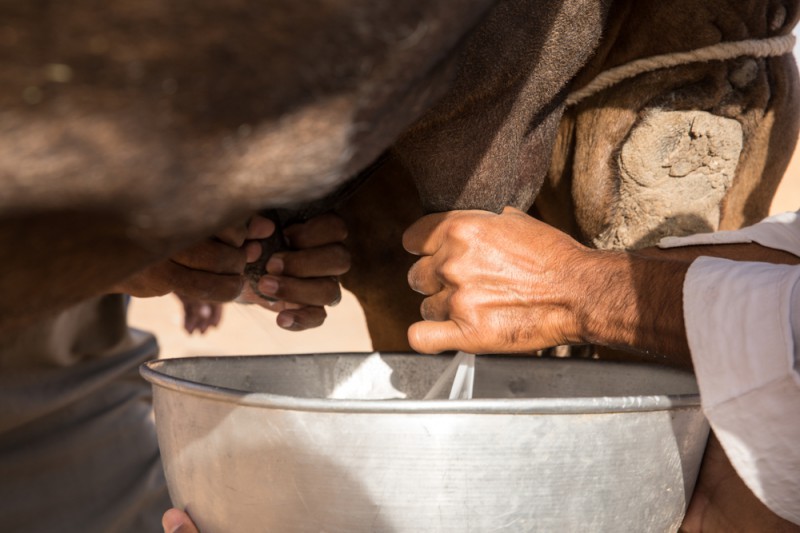 a person milking a camel