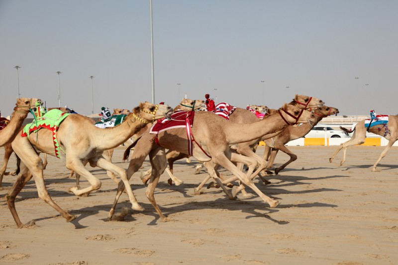a group of camels running on sand