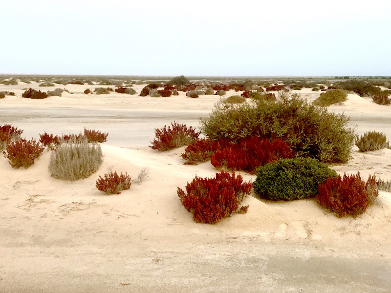 Al Thakira Mangroves