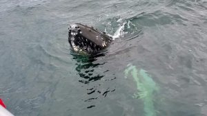 Yes, there are whales in Bar Harbor!! There are different species of ...