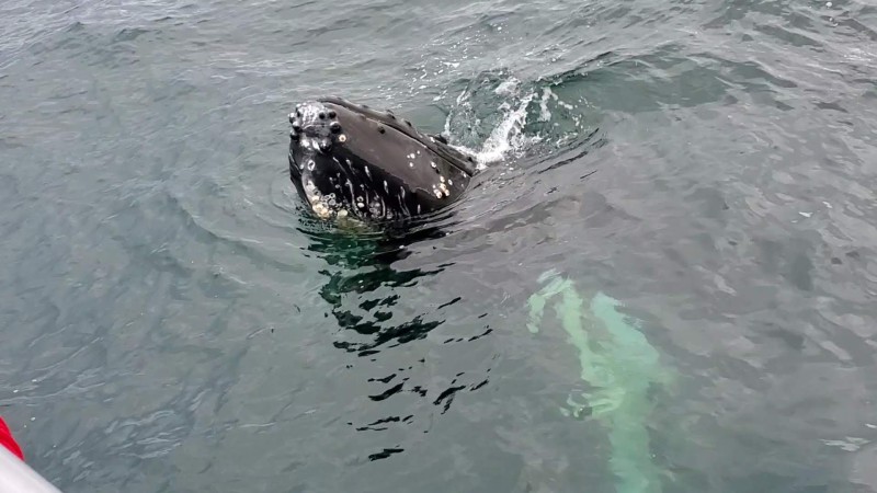 Whale Watching In Bar Harbor