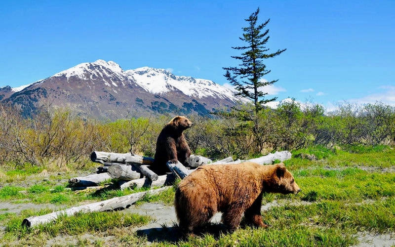 Give the Alaska Wildlife Conservation Center A Go