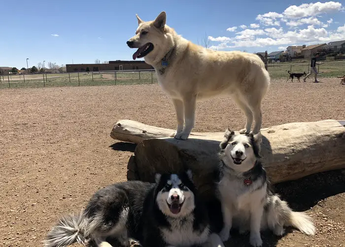 Let Your Dog Run Free at Cheyenne Meadows Dog Park