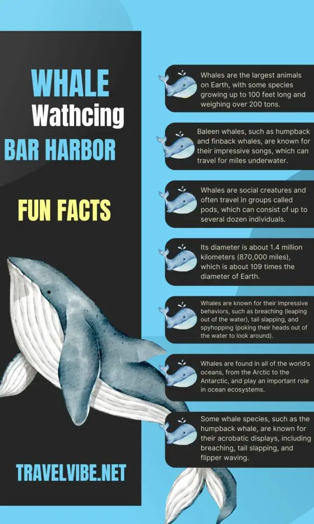 FUN FACTS ABOUT WHALES