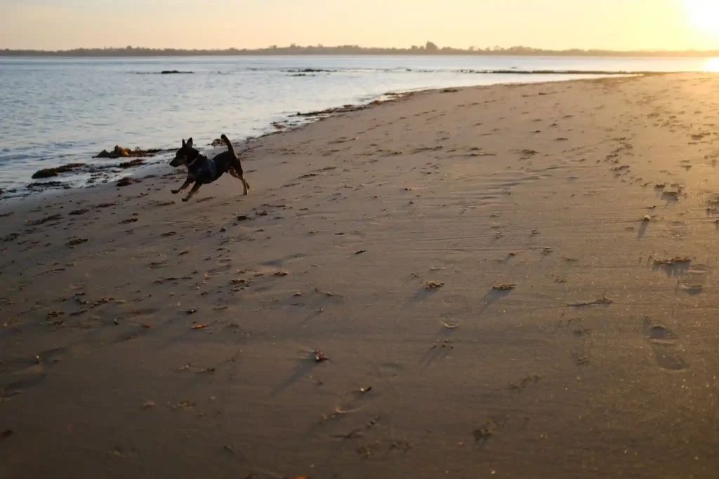 a dog running on a beach